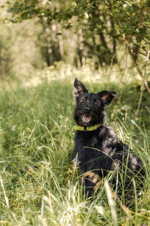 Собаки в Москве: Высокий бородатик Брэд в добрые руки Мальчик, Бесплатно - фото 3