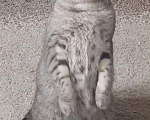 Кошки в Ленинске: Котята, 3 000 руб. - фото 5
