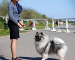 Собаки в Москве: Вязка  Мальчик, 30 000 руб. - фото 3