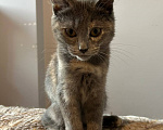 Кошки в Москве: Котенок в дар Девочка, Бесплатно - фото 6
