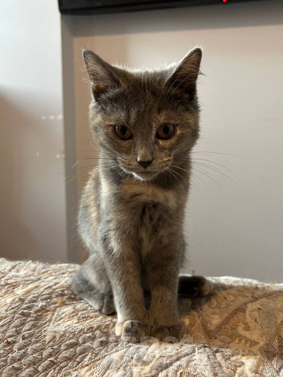 Кошки в Москве: Котенок в дар Девочка, Бесплатно - фото 6