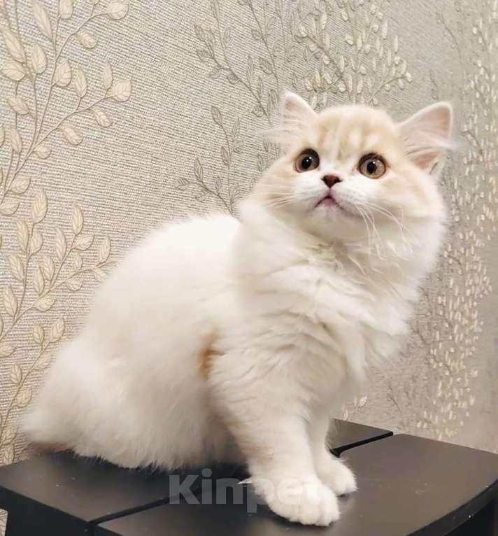 Кошки в Нижнем Новгороде: Шотландский кремовый кот  Мальчик, 30 000 руб. - фото 2