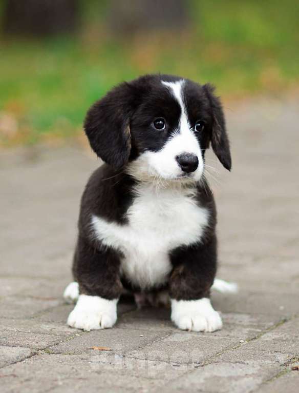 Собаки в Санкт-Петербурге: Великолепный щенок вельш-корги кардиган Мальчик, 45 000 руб. - фото 3