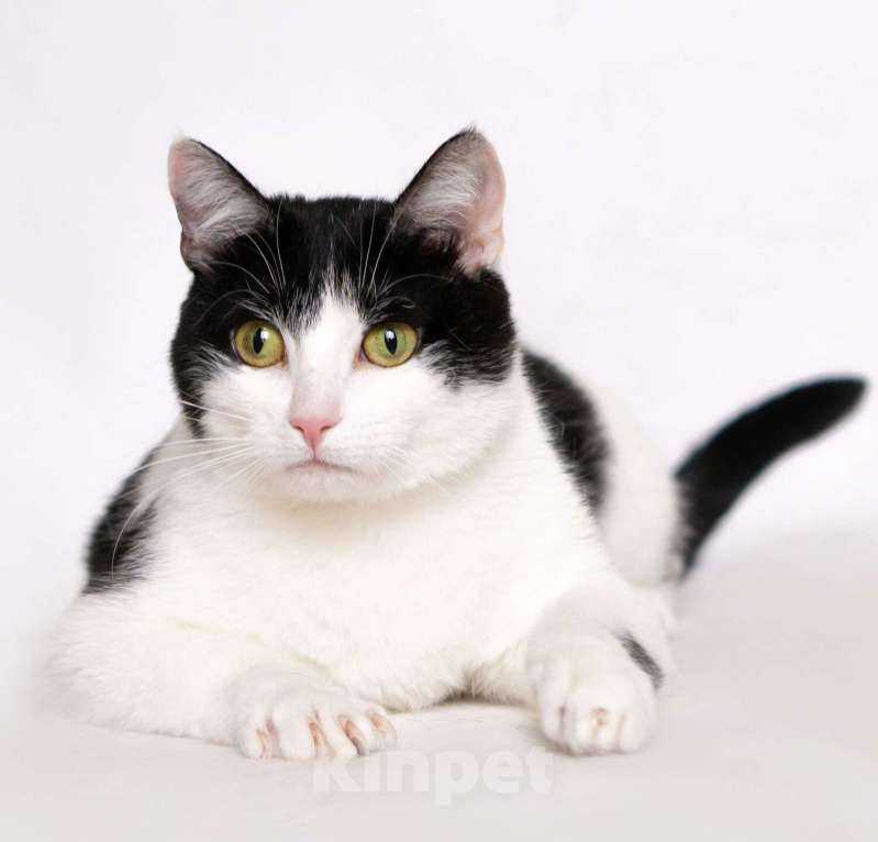 Кошки в Москве: Шахматная королева Нюша в добрые руки Девочка, Бесплатно - фото 7