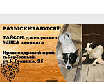 Собаки в других городах Краснодарского края: Прошу Помощь Мальчик, Бесплатно - фото 1