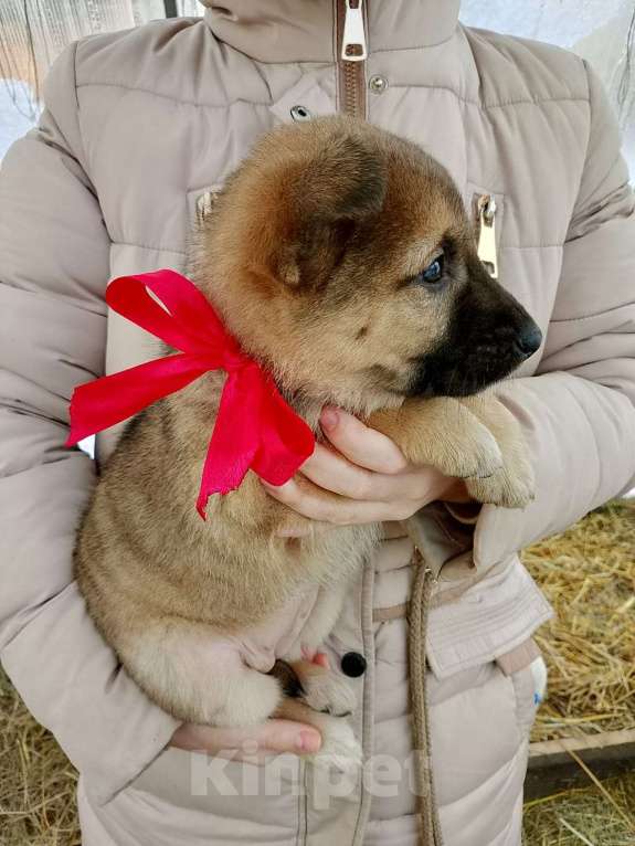 Собаки в других городах Московской области: Щенки ищут дом. Девочка, 500 руб. - фото 3