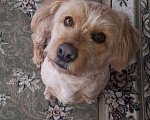 Собаки в Краснодаре: Розовый пёс в очень добрые руки Мальчик, 555 руб. - фото 3