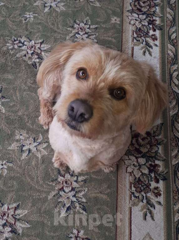 Собаки в Краснодаре: Розовый пёс в очень добрые руки Мальчик, 555 руб. - фото 3