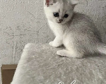 Кошки в Кузнецке: В продаже котята британской породы(шиншила)Окрас золотистый и серебристый. Девочка, 20 000 руб. - фото 2