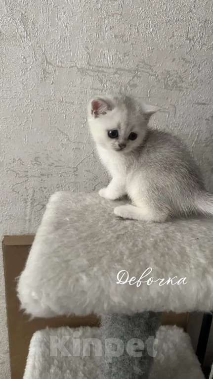 Кошки в Кузнецке: В продаже котята британской породы(шиншила)Окрас золотистый и серебристый. Девочка, 20 000 руб. - фото 2