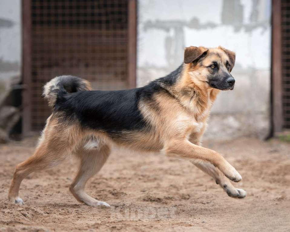 Собаки в Москве: Миша - достоин поверить, что нужен Мальчик, Бесплатно - фото 2
