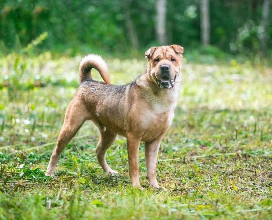 Собаки в Ногинске: Метис шарпея Шарон в поиске дома Мальчик, Бесплатно - фото 4