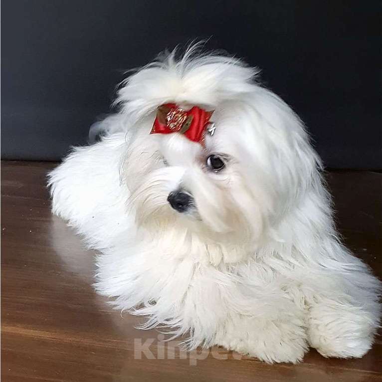 Собаки в Зеленограде: Мальтезе РКФ  Мальчик, 60 000 руб. - фото 4