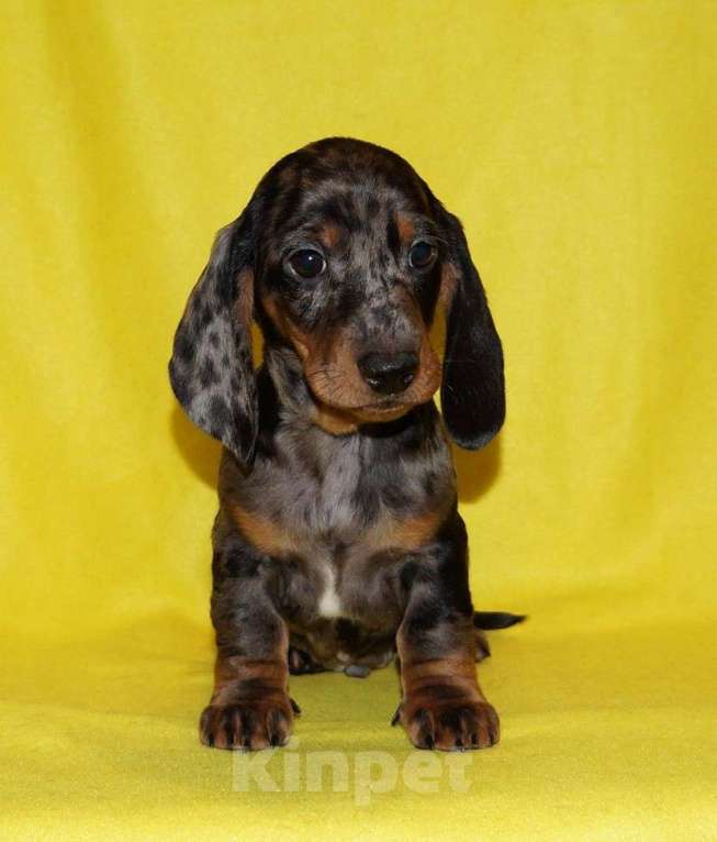 Собаки в Иваново: Такса стандартная г-ш. РКФ Мальчик, Бесплатно - фото 4