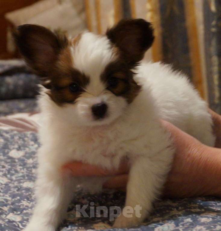 Собаки в других городах Московской области: Спросить щенка Мальчик, 100 000 руб. - фото 2