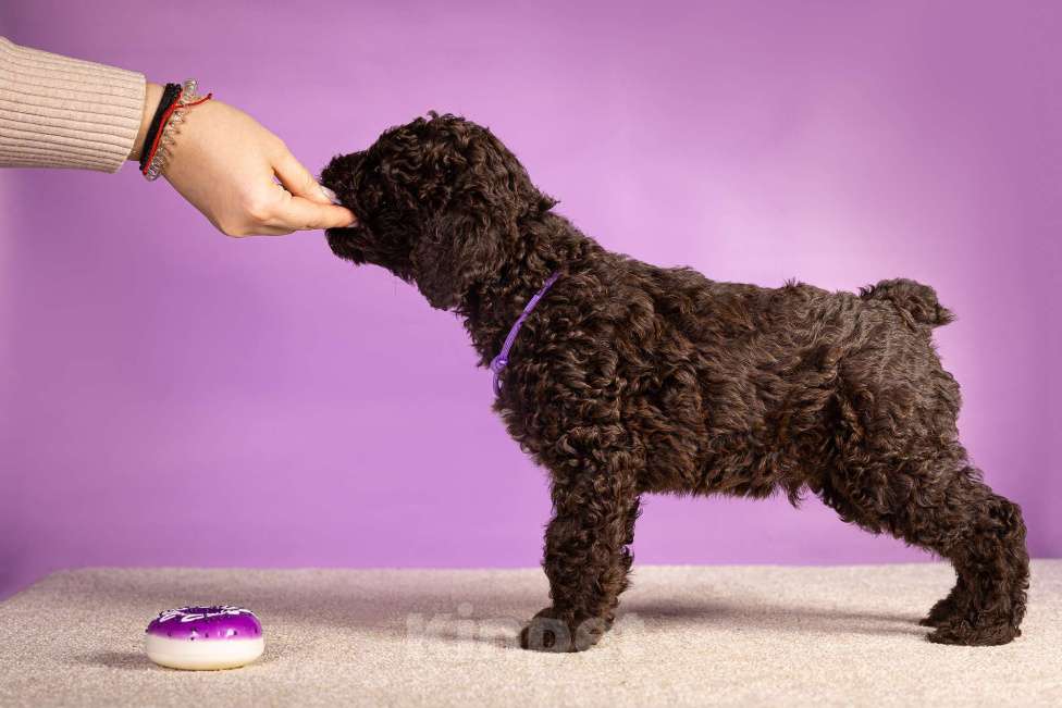 Собаки в Москве: EGELMEISTER Мальчик, 120 000 руб. - фото 2