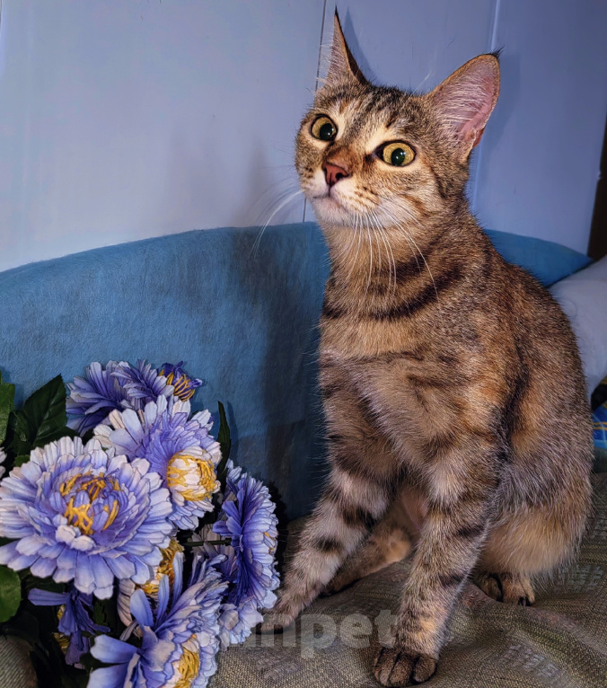 Кошки в Уфе: Кошечка Сима в добрые руки Девочка, Бесплатно - фото 2