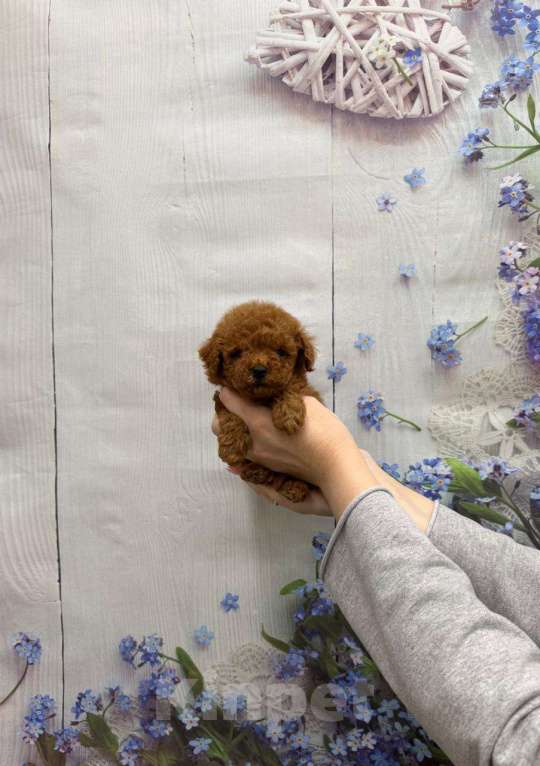 Собаки в Москве: Мини мальчик Мальчик, 50 000 руб. - фото 1