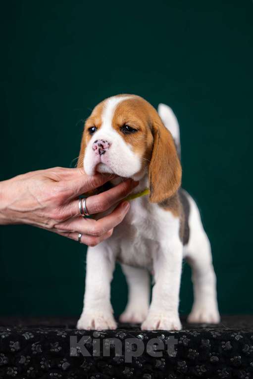 Собаки в Москве: Щенок Бигль, питомник РКФ Мальчик, 60 000 руб. - фото 2