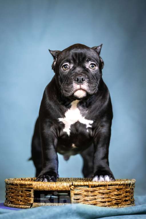 Собаки в Видном: Американский булли, мальчик Буч Мальчик, Бесплатно - фото 1