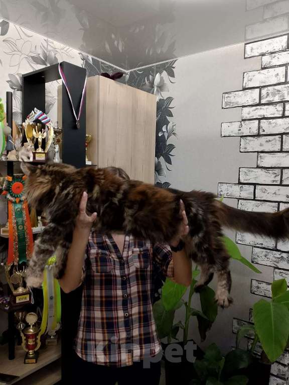 Кошки в Москве: Кошечки мейн кун  Девочка, 55 000 руб. - фото 2