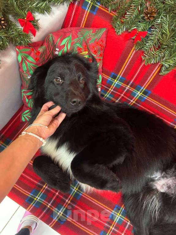 Собаки в Москве: Познакомьтеcь c Mариком Мальчик, Бесплатно - фото 2