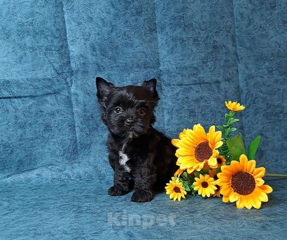 Собаки в Санкт-Петербурге: Чёрный йоркширский терьер мальчик Мальчик, 75 000 руб. - фото 3