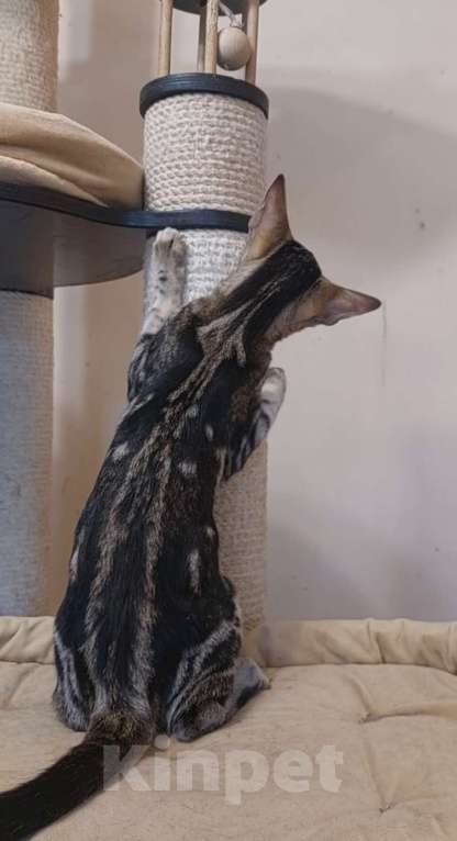 Кошки в Москве: Ориентальные котята Девочка, Бесплатно - фото 8