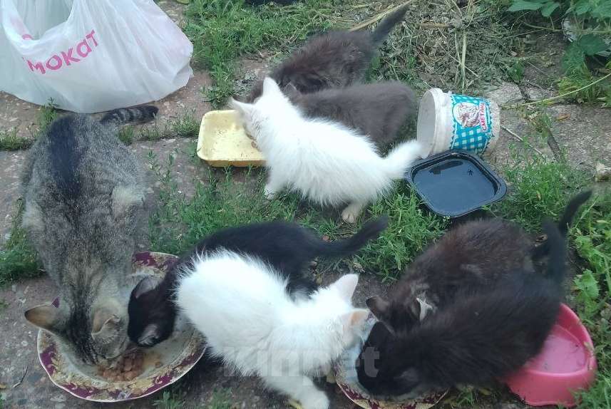 Кошки в других городах Московской области: Разного окраса  котята Девочка, Бесплатно - фото 1
