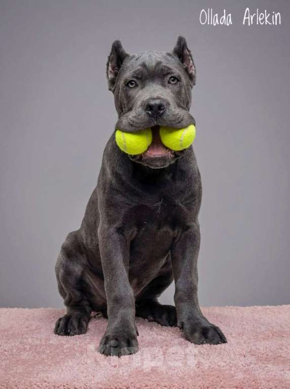 Собаки в Москве: Кане корсо серый мальчик. Мальчик, 100 000 руб. - фото 1