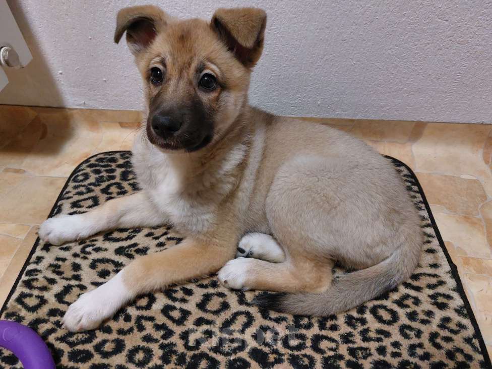 Собаки в Санкт-Петербурге: Метис лайки любящим хозяевам Девочка, Бесплатно - фото 1