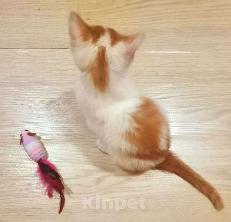 Кошки в Москве: солнечный котенок Лучик ищет срочно семью Мальчик, Бесплатно - фото 2