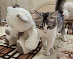 Кошки в Саратове: Котенок Ириска ищет дом Девочка, Бесплатно - фото 2