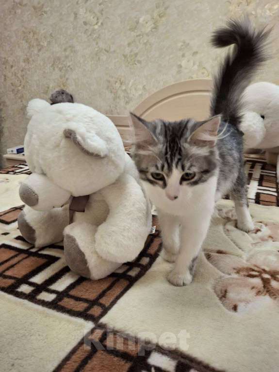 Кошки в Саратове: Котенок Ириска ищет дом Девочка, Бесплатно - фото 2