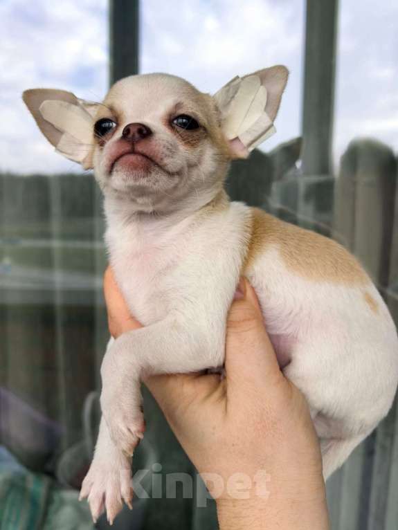 Собаки в Воронеже: Мальчик чихуахуа,  Мальчик, 25 000 руб. - фото 3