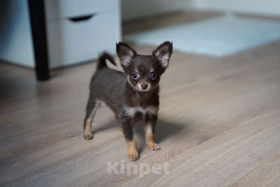 Собаки в Москве: мимишный пушистик Мальчик, 50 000 руб. - фото 3