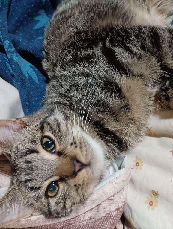 Кошки в Санкт-Петербурге: Котенок мальчик метис Шотландской и британской пород , полосатый, спокойный, в меру игривый, Мальчик, 100 руб. - фото 2