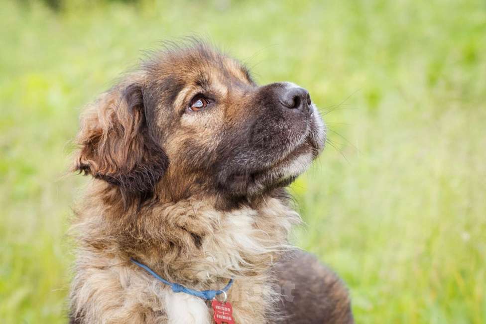 Собаки в Москве: Метис спаниеля в добрые руки, небольшая девочка Девочка, Бесплатно - фото 4