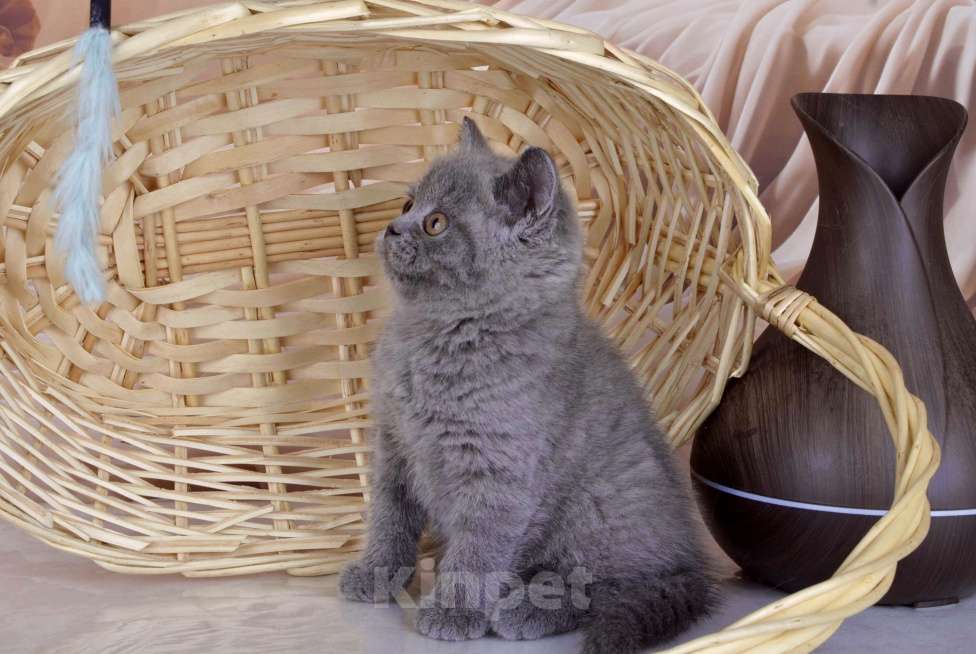 Кошки в Санкт-Петербурге: Британский голубой котенок (девочка) Девочка, 45 000 руб. - фото 6