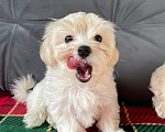 Собаки в Краснодаре: Щенки мальтипу Девочка, 85 000 руб. - фото 6