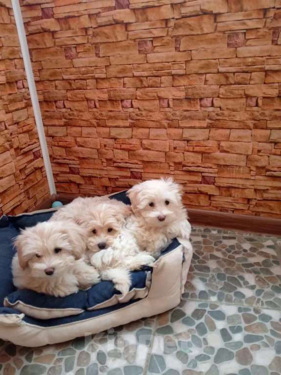 Собаки в Воронеже: Мальтипу мальчик Мальчик, 45 000 руб. - фото 3