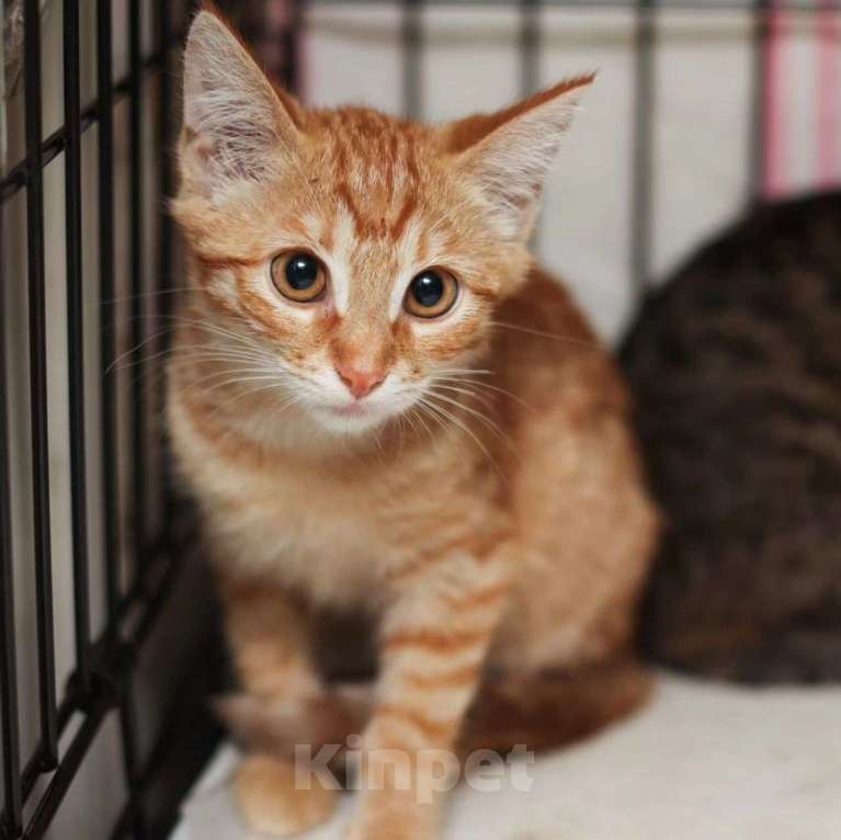 Кошки в Москве: Котенок грустит в клеточке  Девочка, Бесплатно - фото 3