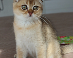Кошки в Москве: Котик  Мальчик, 20 000 руб. - фото 3