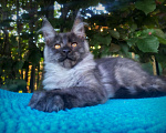 Кошки в Санкт-Петербурге: Черный дым котик  Мальчик, 70 000 руб. - фото 1