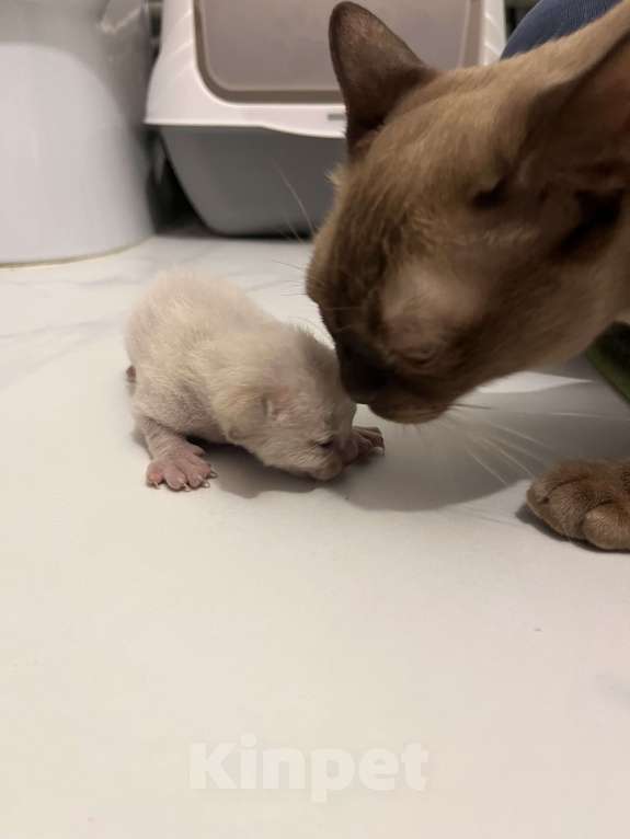 Кошки в Санкт-Петербурге: Европейские бурманские котята Разнополые, 35 000 руб. - фото 2