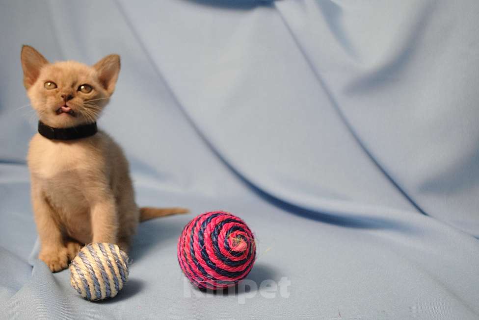 Кошки в Москве: Бурманские котята Девочка, 60 000 руб. - фото 4