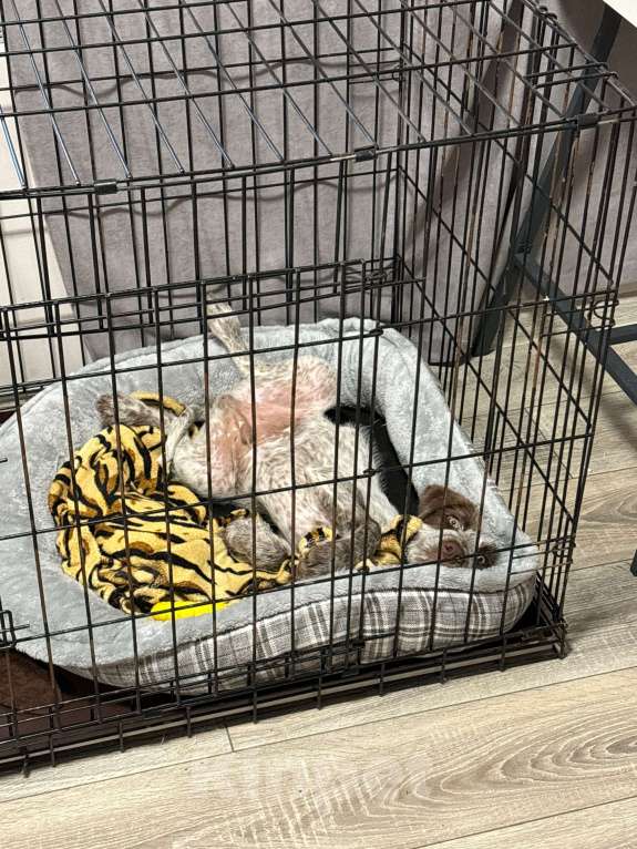 Собаки в Москве: Щенок в добрые руки  Мальчик, Бесплатно - фото 2