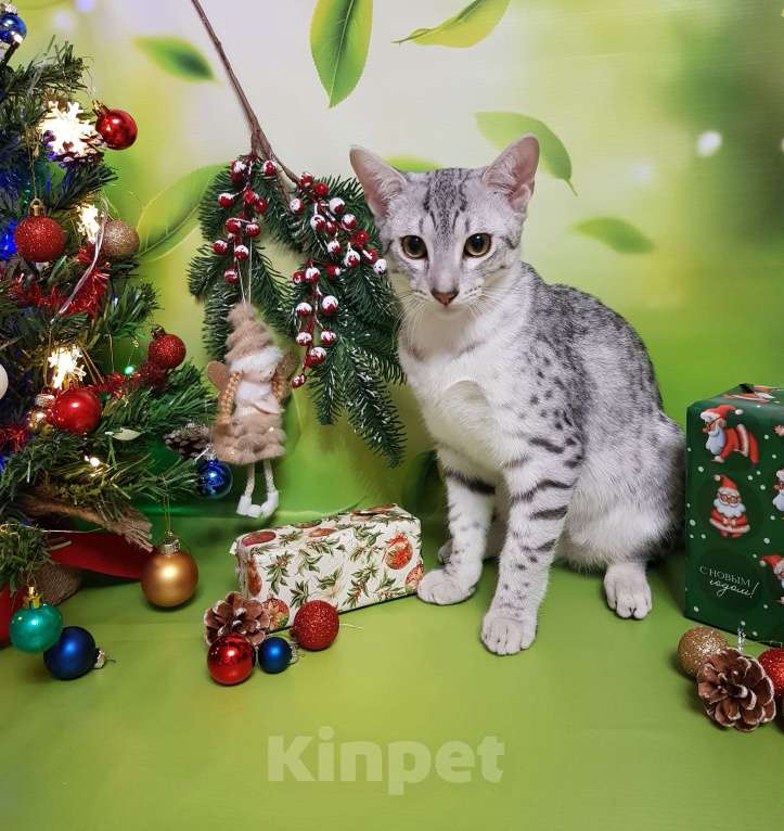 Кошки в Санкт-Петербурге: Котик редкой породы Египетская мау  Мальчик, Бесплатно - фото 5
