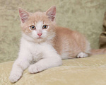 Кошки в Москве: Рыжий котенок Персик ищет дом Мальчик, 1 руб. - фото 2