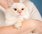 Кошки в Москве: Очаровательный голубоглазвый котик Рональд, 1 год, 300 руб. - фото 3